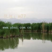 α