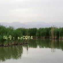 α